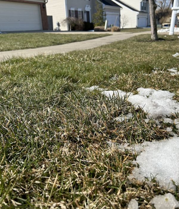 A snow-covered lawn featuring patches of grass peeking through the white snow blanket.