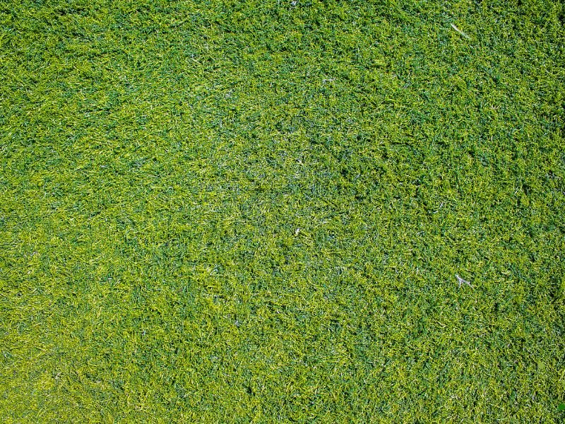 Understanding Dallas Climate and Its Impact on Lawn Growth 